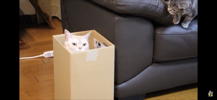 箱に入る猫を見つめる猫
