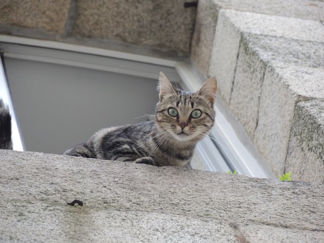 家の窓から脱走する猫