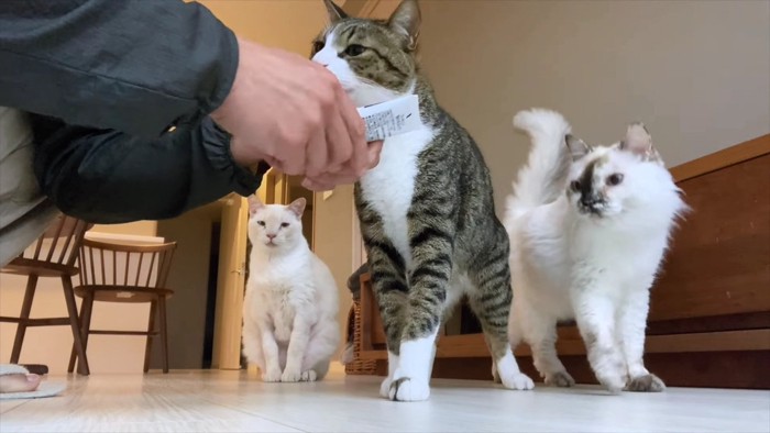 飼い主の手に並ぶ3匹の猫