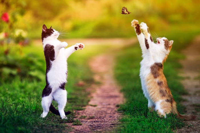 蝶を捕まえようとしている猫2匹