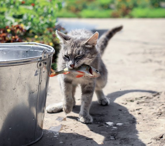 生魚を食べる猫
