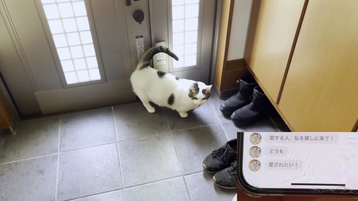 玄関で鳴く猫