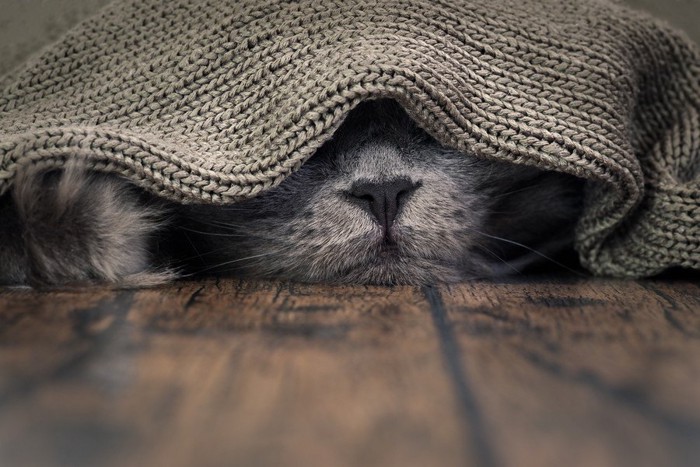 毛布をかぶった猫
