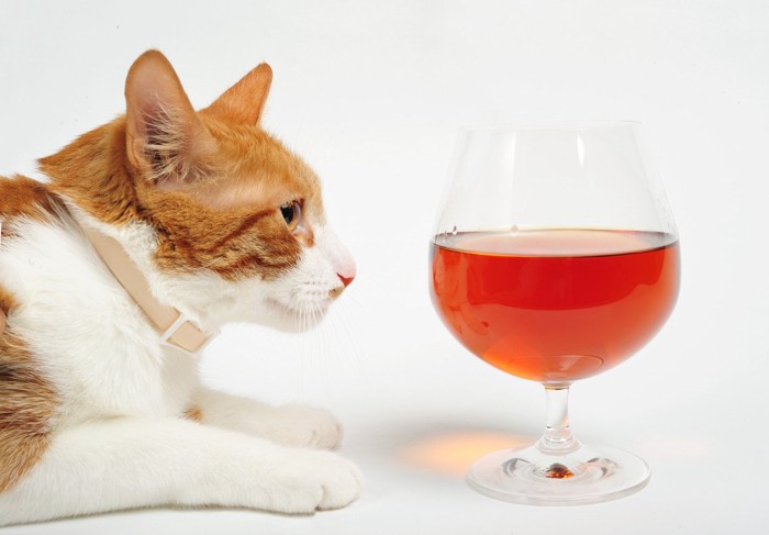 グラス入りの洋酒と猫