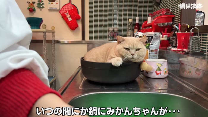 鍋の中に入る猫