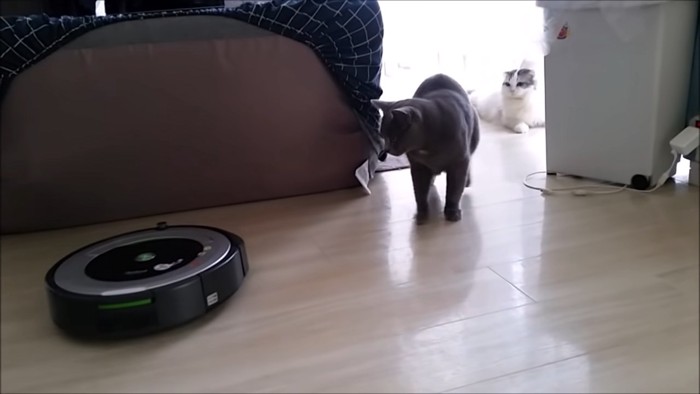 立ってロボット掃除機を見る猫