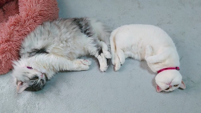 寝ている猫と寝ながら頭を床につける猫