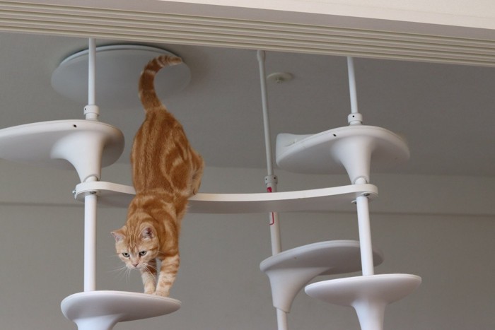 キャットタワーから飛ぼうとする猫