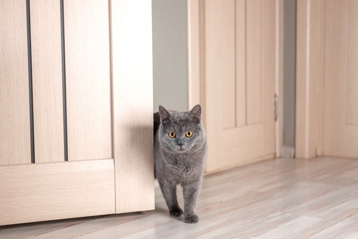 ドアから部屋に入ってくる猫