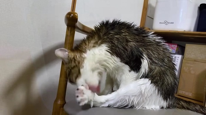 イスの上の濡れた猫
