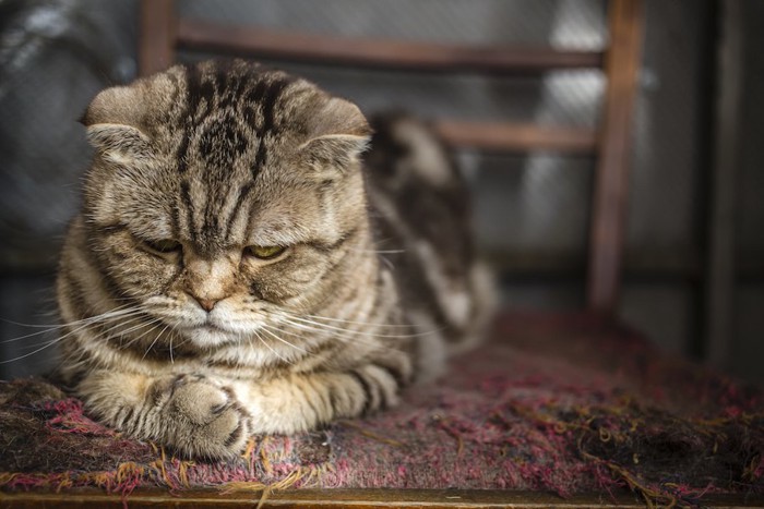 悲しそうな表情でうつむく猫