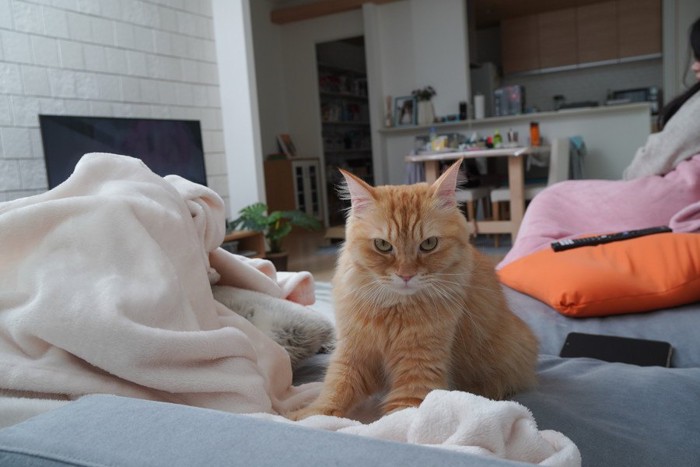 ソファの上でフミフミする猫