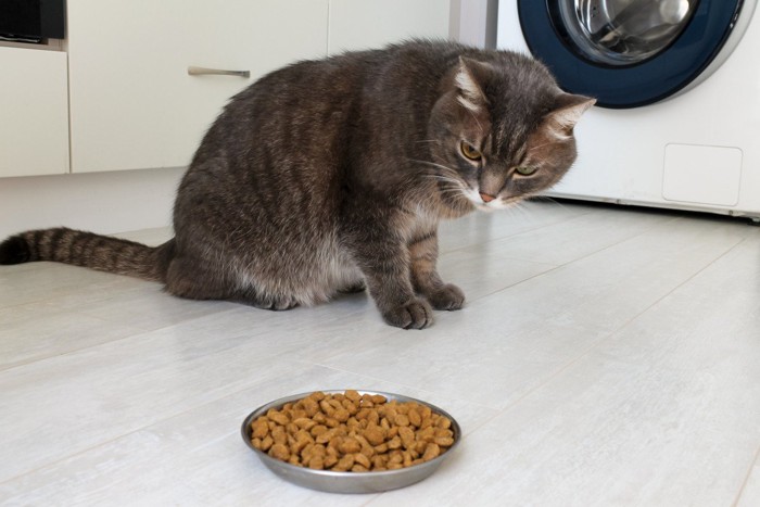 洗濯機の前のご飯をけげんそうに見つめる猫