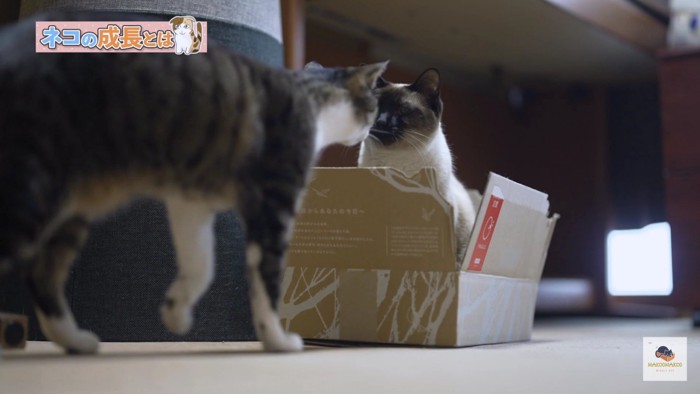 箱のシャム猫に近づくキジシロ