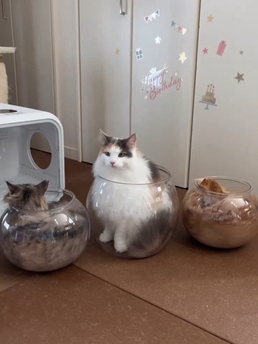 金魚鉢の中に入る猫と中に座る猫