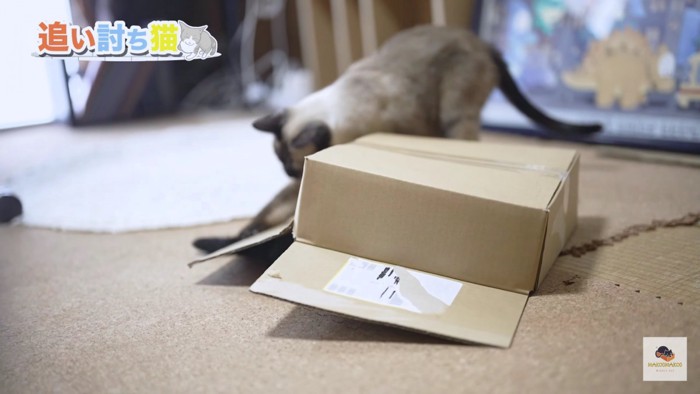 箱の上から中の猫を襲うシャム猫