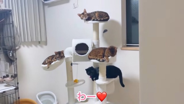キャットタワーで寝る猫たち