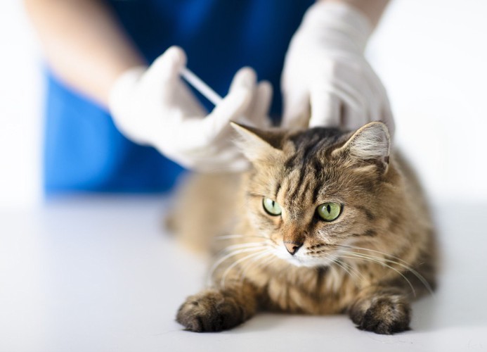 ワクチンを打たれている猫