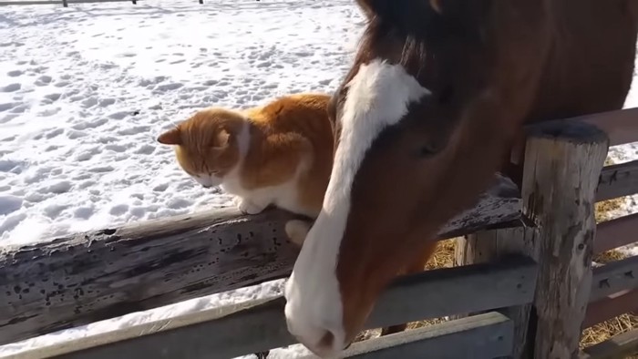 猫を頬で触る馬