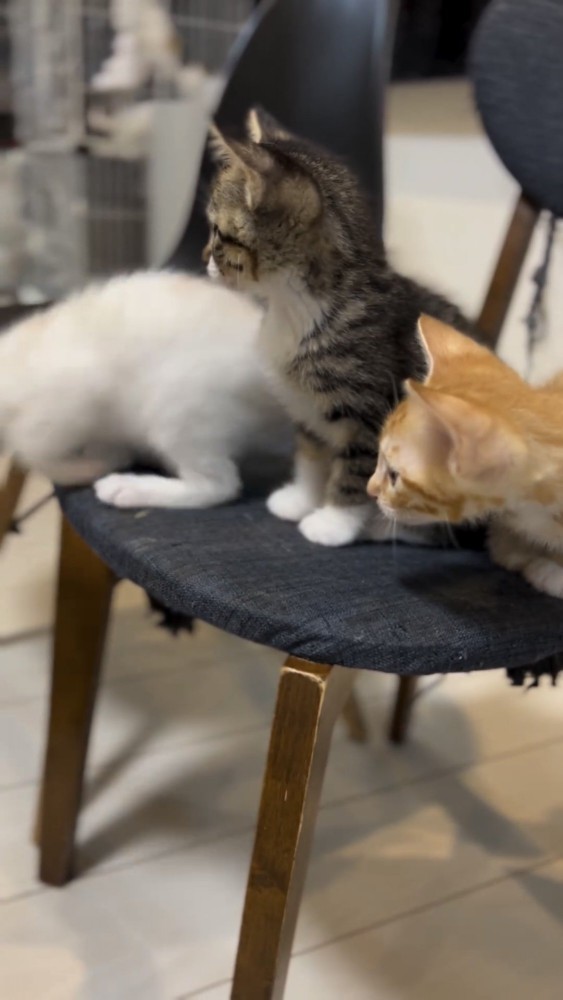 椅子に座る3匹の仔猫