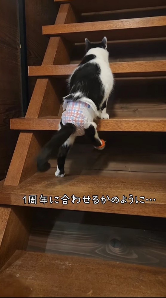 階段を上る猫1