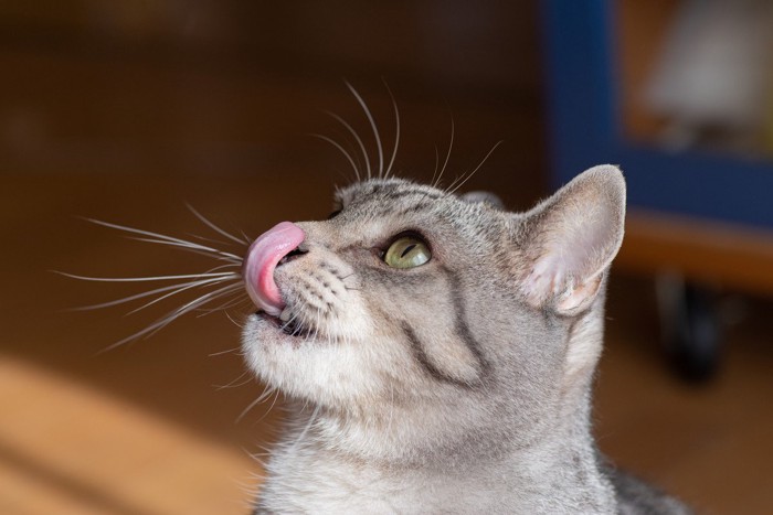 舌なめずりをする猫