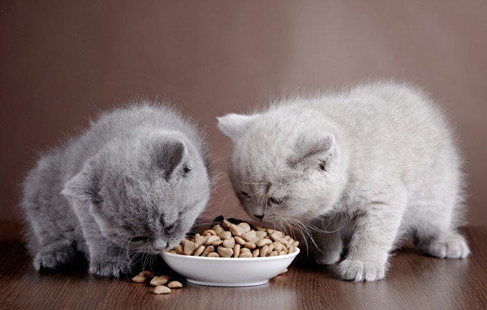 キャットフードを食べるブリティッシュショートヘアの子猫２匹