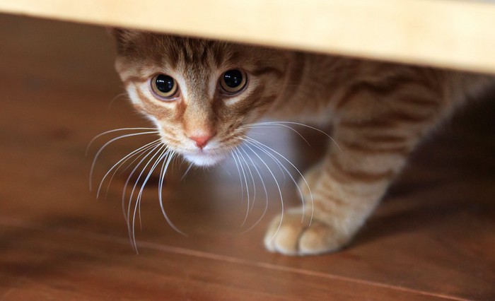 家具の下に隠れてこちらを伺う猫
