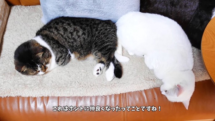 お尻をつけて寝ている2匹の猫