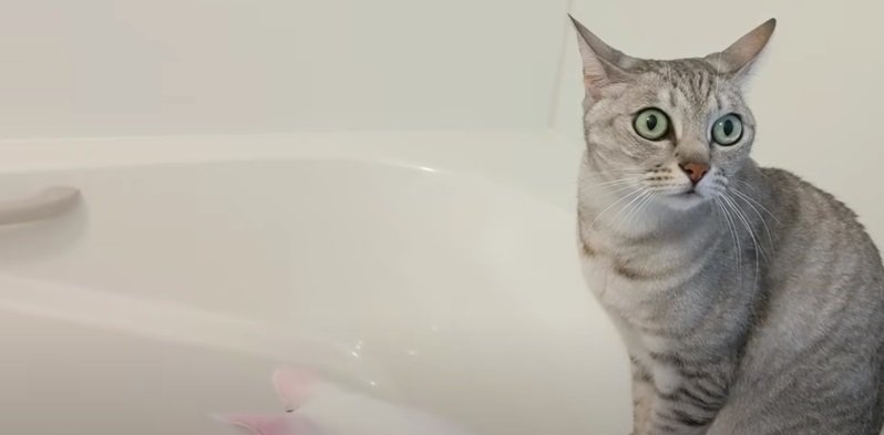 お風呂を眺めに来た猫