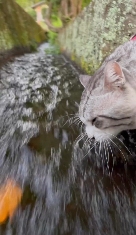 水路の水を飲む猫3