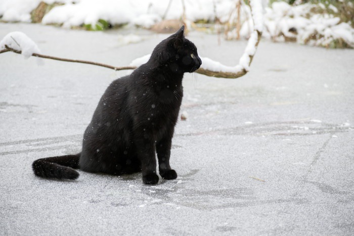 雪の道にたたずむ黒猫