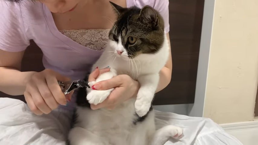 爪切り中の猫