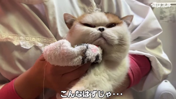 顔を拭かれる猫
