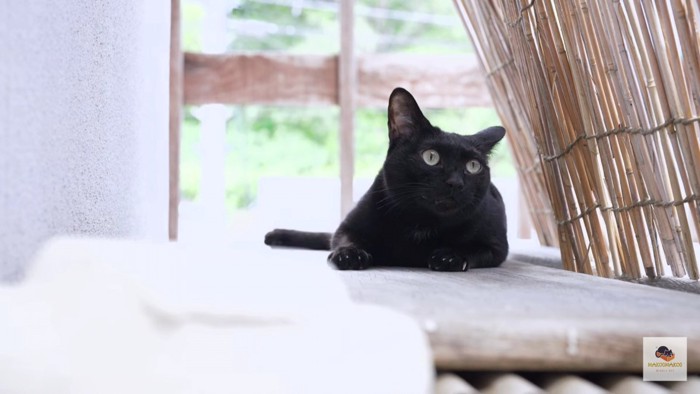 葦簀の下の黒猫