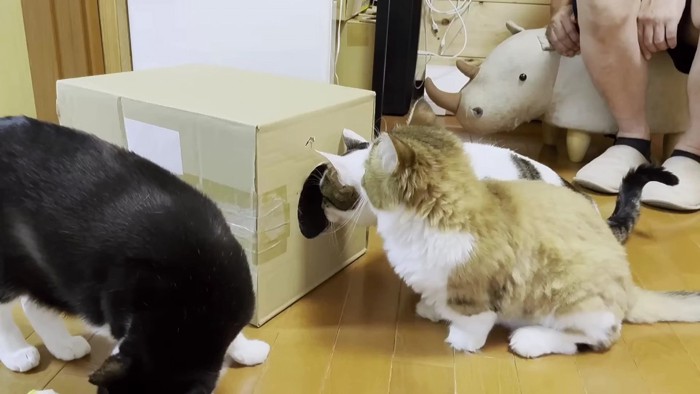 箱の周りに3匹の猫
