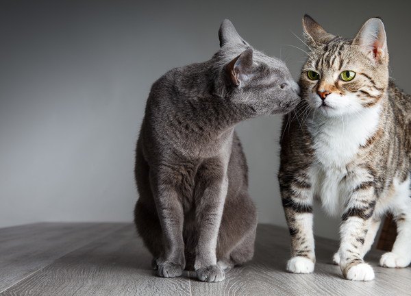 他の猫の匂いを嗅ぐ灰色猫
