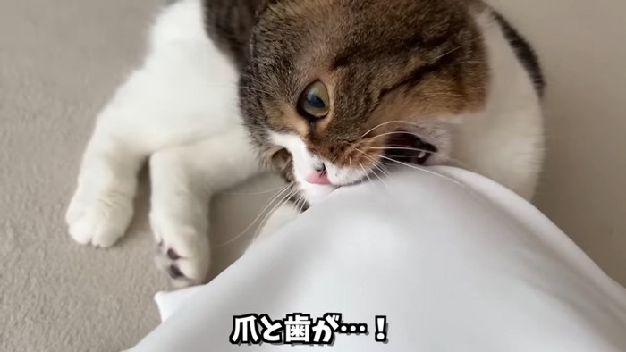 スカートを噛む猫