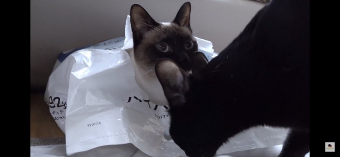 袋に入る猫と黒猫