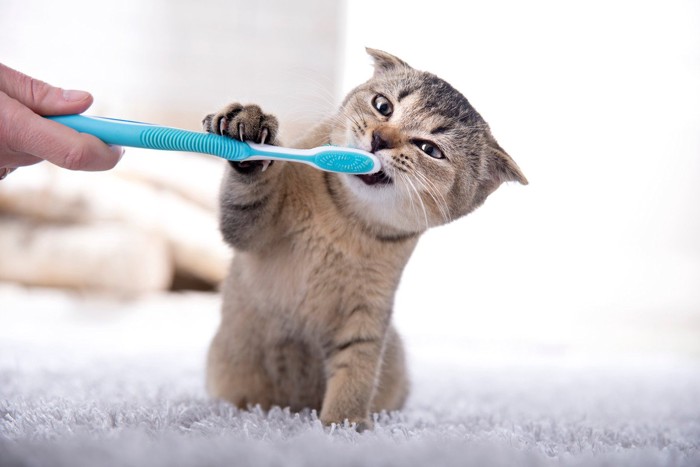 歯ブラシにじゃれる子猫