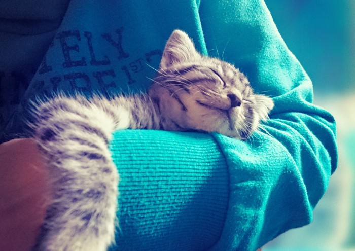 人の腕の中で眠る猫
