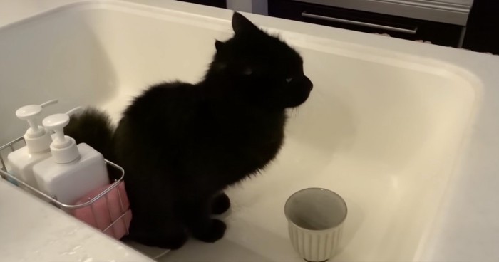 シンク内でトイレをしてしまう猫