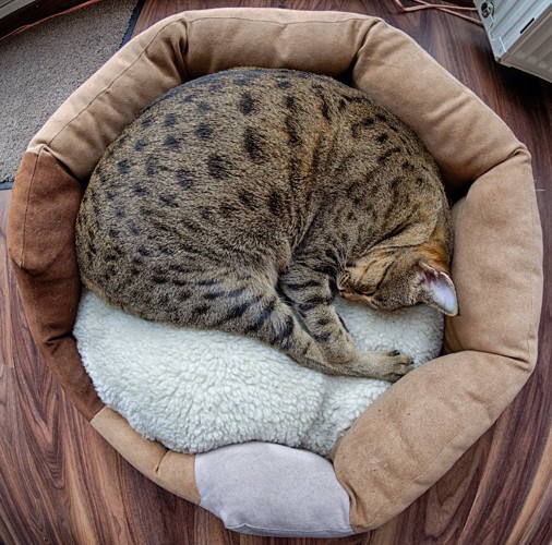 猫用のベッドの中で丸まって眠る猫