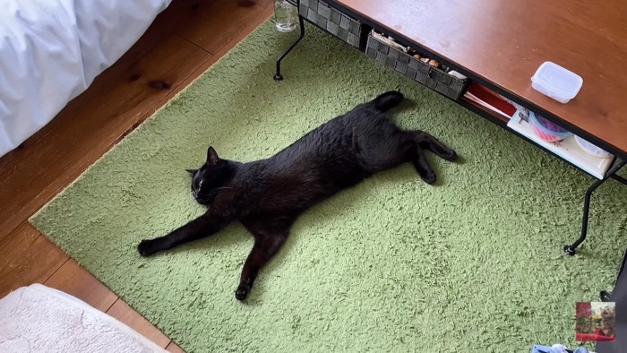 カーペットの上で伸びる黒猫