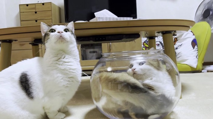 右に猫鉢、左にブチ猫
