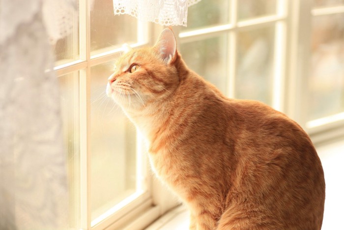 留守番をしながら窓の外を見ている猫