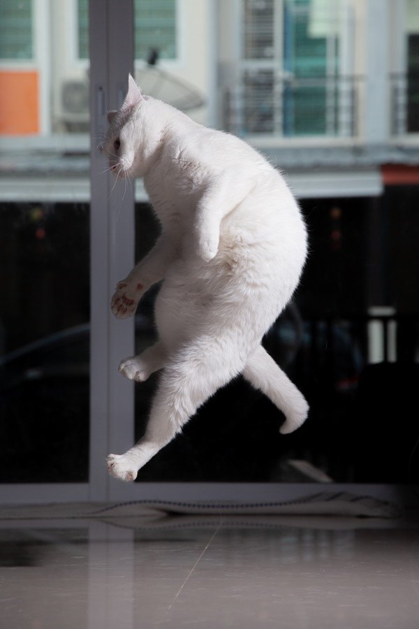 飛び上がる猫