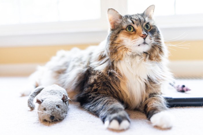 ネズミのおもちゃと座って見上げる猫