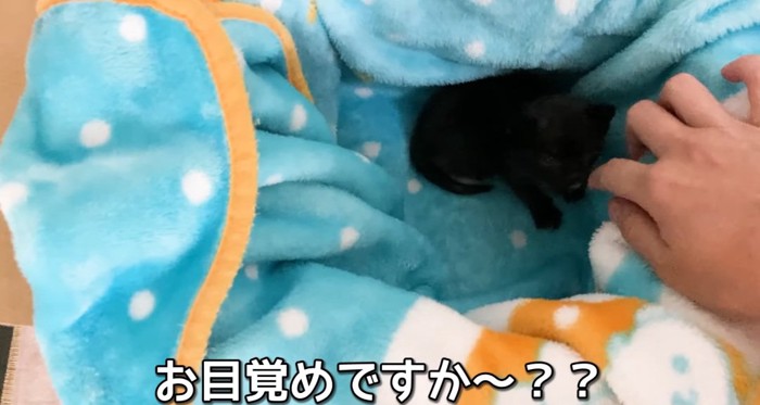 毛布の中の猫
