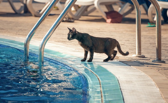 プールに居る猫